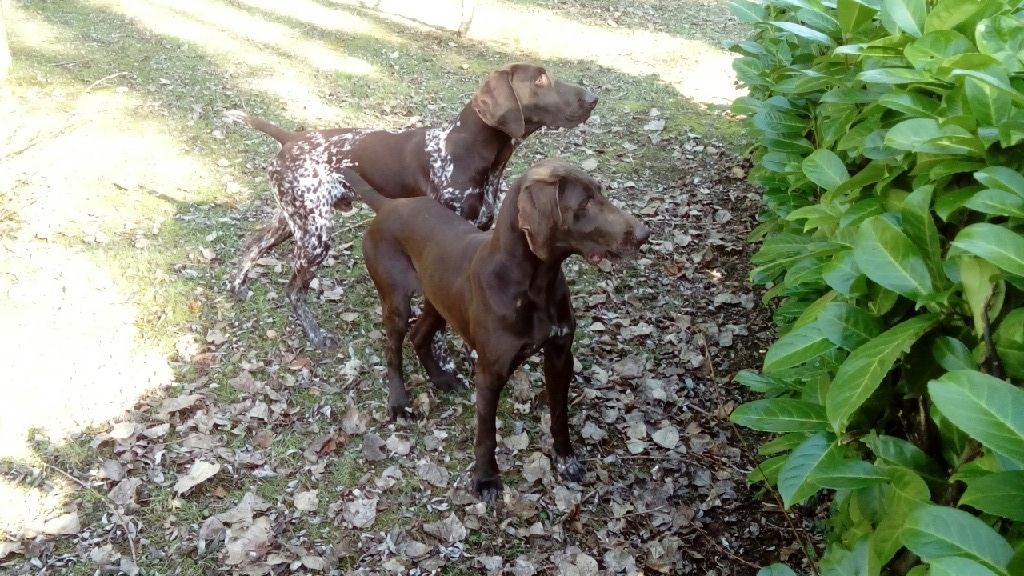 Java et Napoléon
