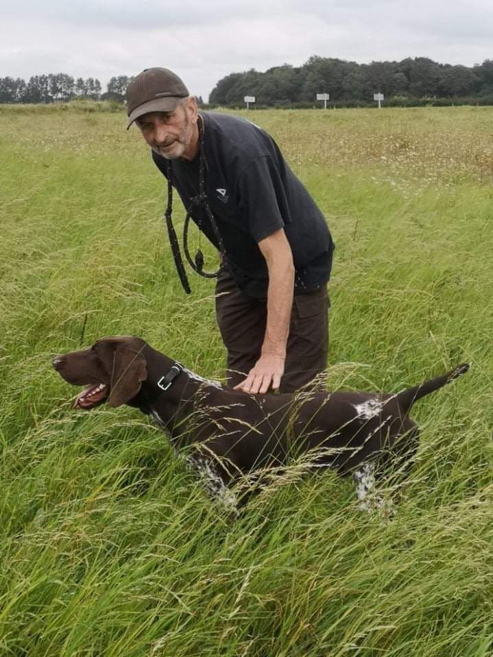 Chiens à l'entrainement
