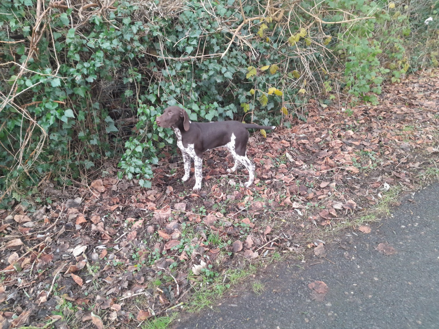Des Gatines De L'Isle - Chiots disponibles - Braque allemand à poil court